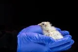 26 chú gà con nở ra từ trứng in 3D: Thành công gây sốc khiến giới khoa học tranh cãi
