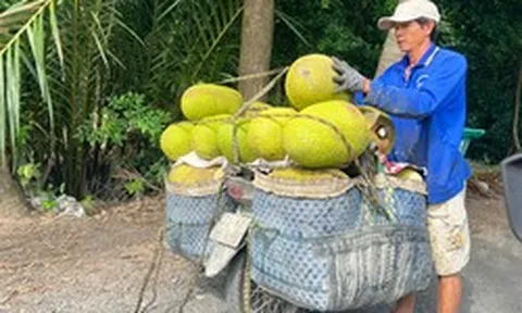 Trái cây lại rơi vào cảnh được mùa mất giá