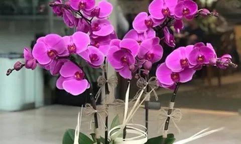 Người tuổi Dần nên chọn cây gì theo ngũ hành để trồng trong nhà?