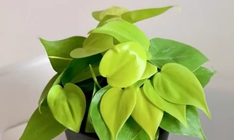 3 loại cây phong thủy được dân công sở yêu thích vì ý nghĩa thu hút tài vận