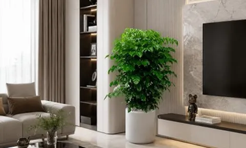Cây hạnh phúc nên trồng trong nhà hay ngoài trời?