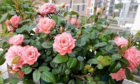 Top 5 loài cây được mệnh danh là 'cây hạnh phúc' cho không gian sống
