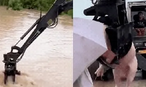 Máy xúc biến thành "máy gắp thú" khổng lồ, giải cứu đàn lợn bị lũ lớn cuốn trôi