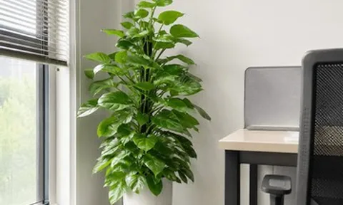 3 loại cây lọc không khí phù hợp với văn phòng dùng điều hòa