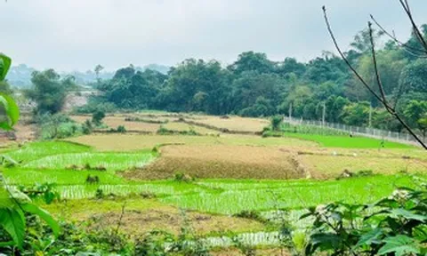 Thừa kế đất của người có công, con có được giảm tiền sử dụng đất?