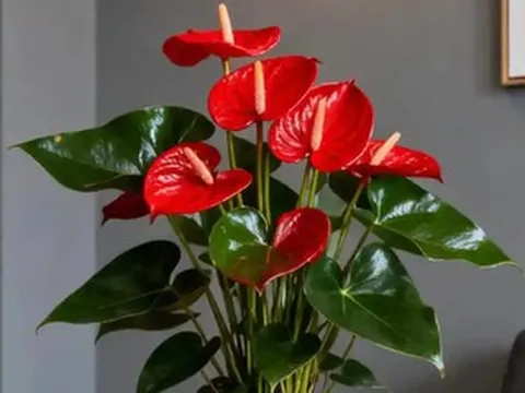 5 loại cây phong thủy trồng trong nhà giúp người tuổi Tý hút tài lộc, tăng may mắn
