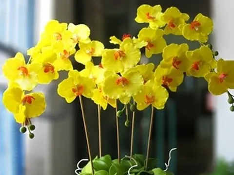 Người tuổi Sửu nên chọn cây gì trong nhà theo từng bản mệnh?