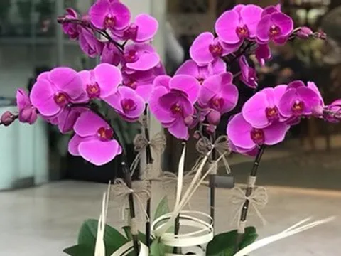 Người tuổi Dần nên chọn cây gì theo ngũ hành để trồng trong nhà?