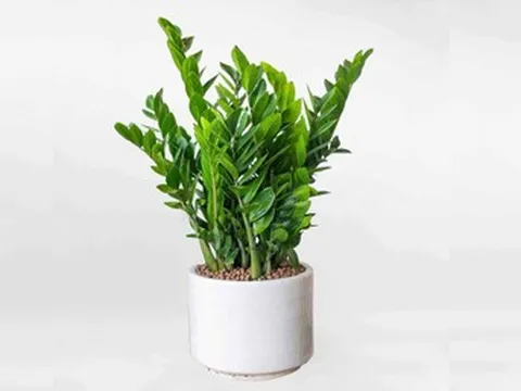 4 loại cây mang ý nghĩa may mắn, thích hợp đặt trong phòng thờ