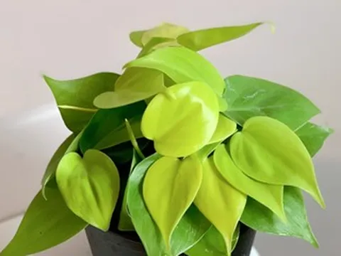 3 loại cây phong thủy được dân công sở yêu thích vì ý nghĩa thu hút tài vận