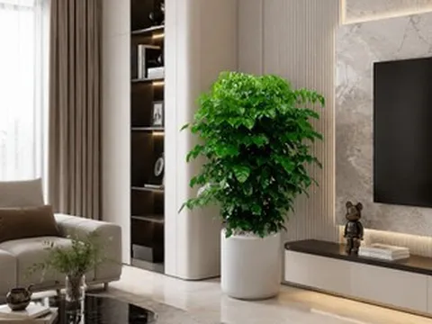 Cây hạnh phúc nên trồng trong nhà hay ngoài trời?