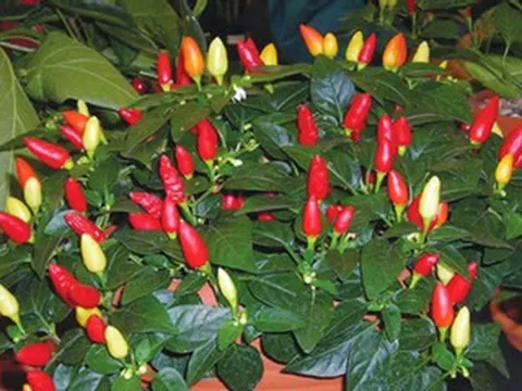 Top 4 cây cảnh 'ăn được', vừa làm đẹp nhà, vừa cho thực phẩm sạch