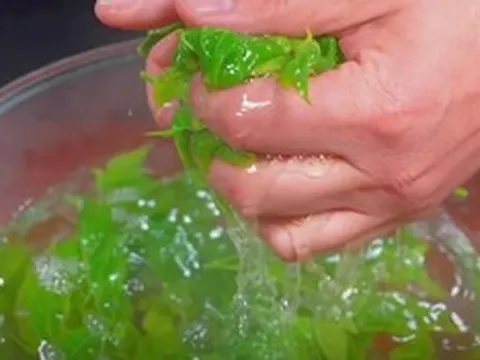 Ăn một nắm rau này, quý như "nhân sâm của người nghèo" ít ai ngờ tới