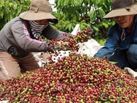 Giá cà phê lập đỉnh hơn 3 tháng