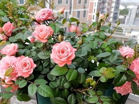 Top 5 loài cây được mệnh danh là 'cây hạnh phúc' cho không gian sống