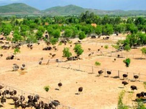 Bỏ nghề kỹ sư về quê nuôi con chim khổng lồ không biết bay, anh nông dân xây trang trại doanh thu tiền tỷ