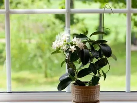 4 loại cây giúp phòng ngủ trong lành, góp phần mang đến giấc ngủ ngon