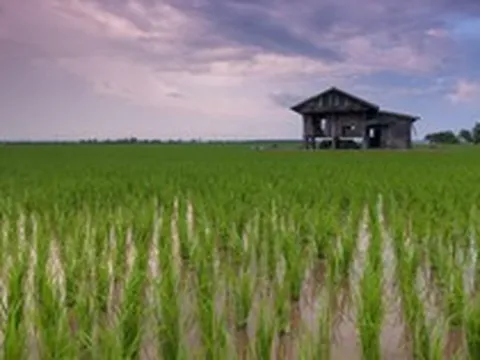 Startup agritech Rize huy động 31 triệu USD, mở rộng canh tác lúa bền vững Đông Nam Á