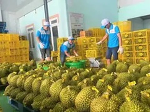 Yêu cầu 'hỏa tốc' thông quan cho nông sản