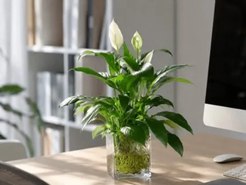 Cách trồng cây lan ý thủy sinh đơn giản, xanh tốt quanh năm